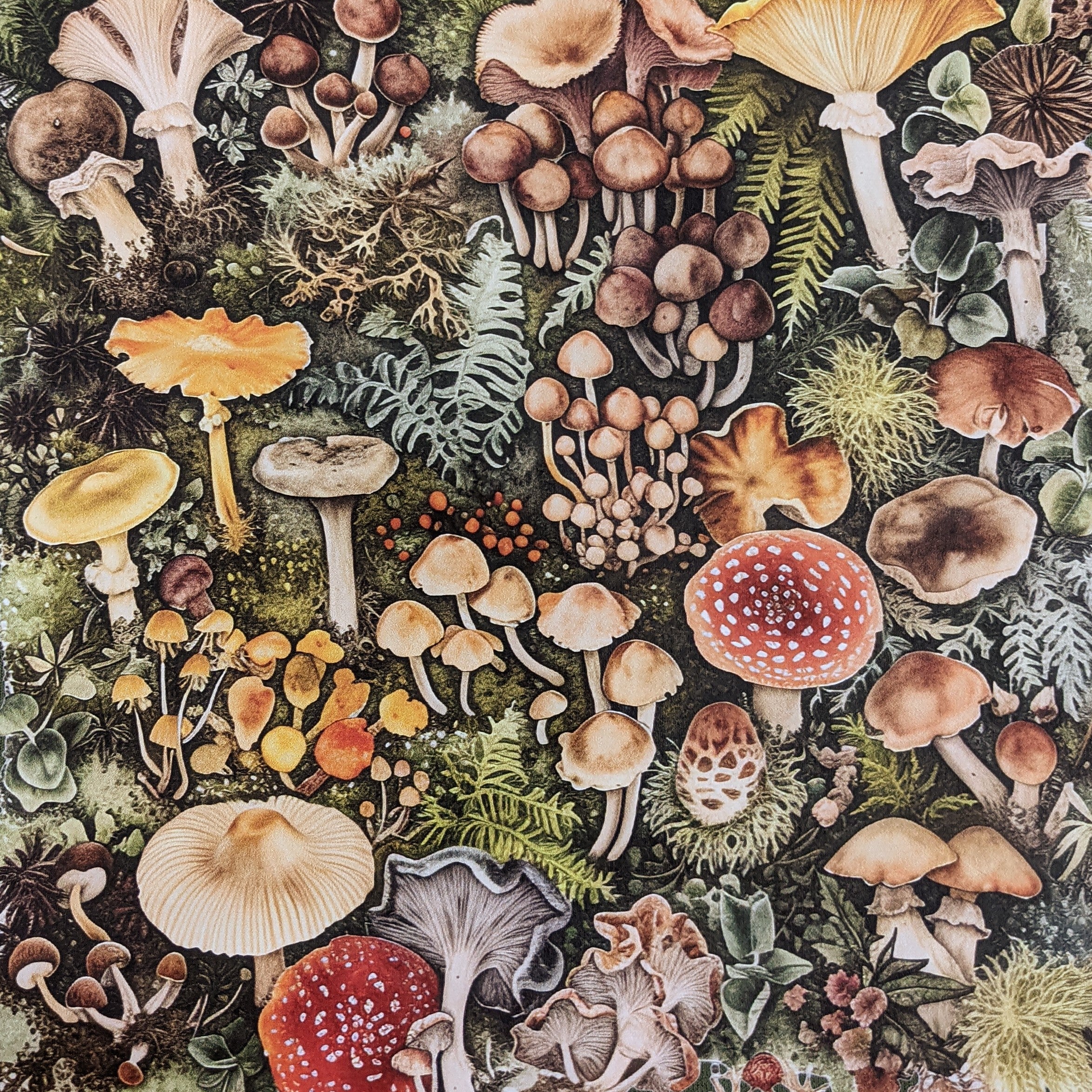 Olive Green Mushrooms Crewneck